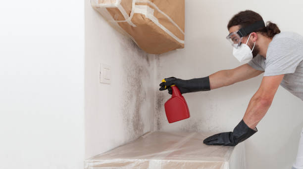 Professional Black Mold Removal technician working in Auburndale, FL